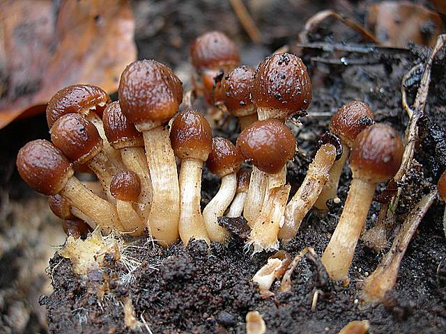 Psathyrella laevissima     (Romagn.)     Singer